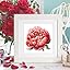 Red Peony