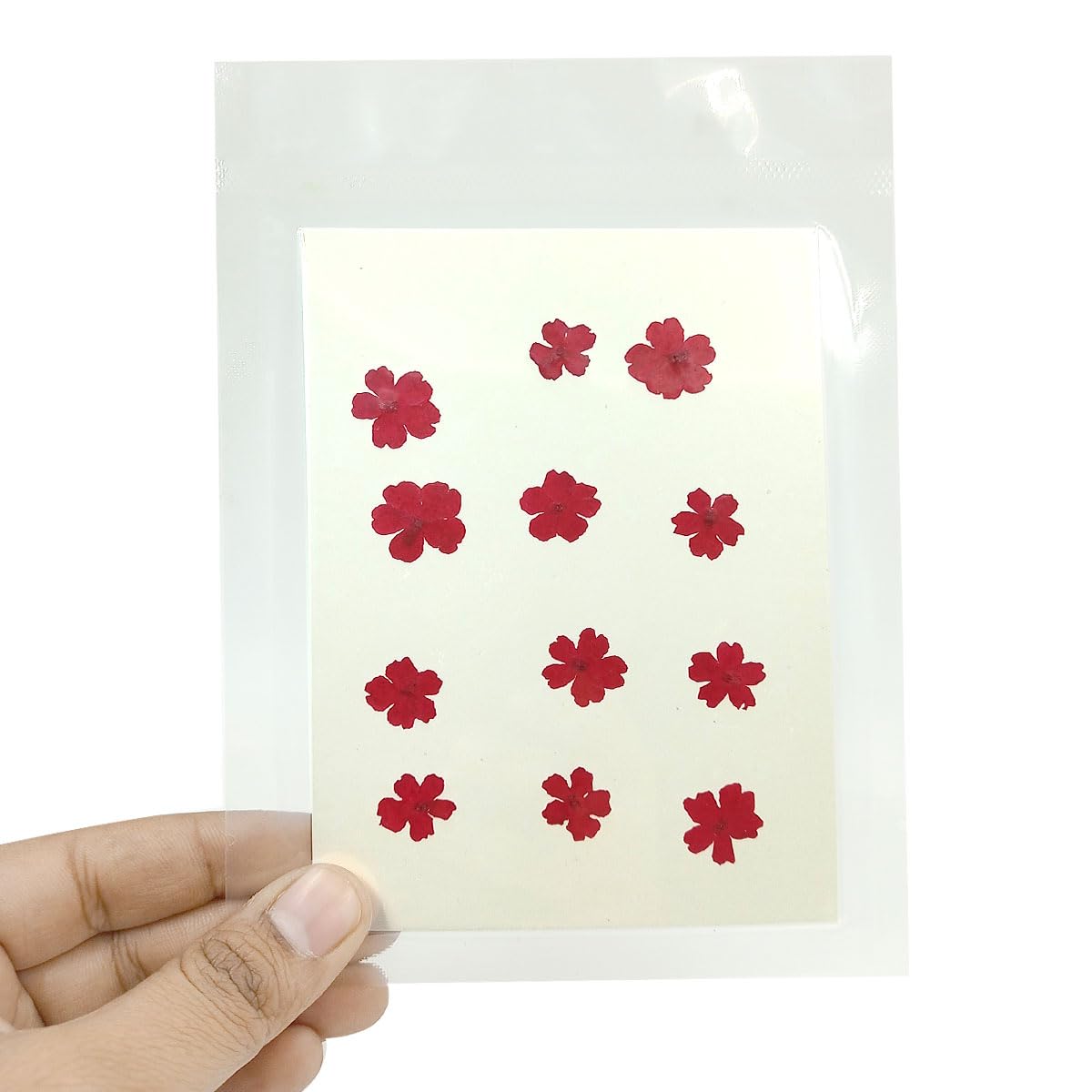 YellowCult Natural Real Dried & Pressed Flowers Sheets for Art Craft - Mixed, Multicolor for Soap, Candle, Journal, DIY, Resin Jewelry, Pendant-[Cherry Blossom Flower-Red]-image-5