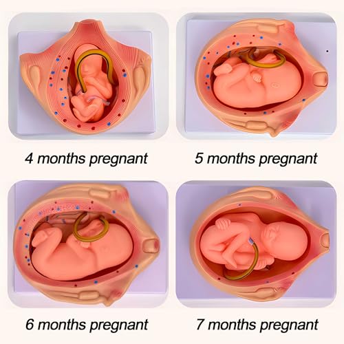 Modèles de grossesse fœtus AMITD pour illustrer l'évolution utérine - 5