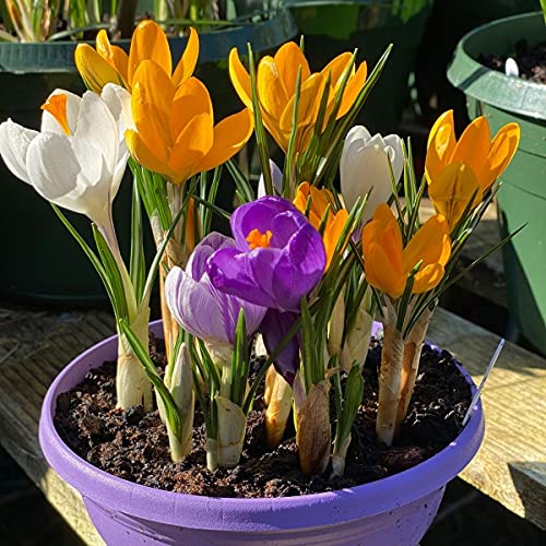 Floriculture Greens Winter Bulbs IMP. Crocus/Saffron A Grade Hybrid Quality Pot & Land Growing Bulbs (Pack Of 1 Chrysanthus Mix) (B09B5LDR3B) Amazon Price History, Amazon Price Tracker