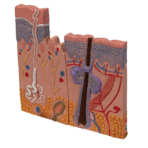 3B Scientific Menschliche Anatomie - Nierenschnitt, Nephron, Blutgefäße und Nierenkörperchen + kostenlose Anatomie App - 3B Smart Anatomy