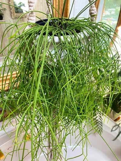 Live Pencil Cactus Succulent – Low Water, Easy to Growing Indoor/Outdoor Plant for Home & Office Decoration – Pack of One-image-9