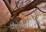grüne dekoartikel  Deutscher Wald 2020 - Bildkalender quer (50 x 34) - Bäume - Wald - Landschaftskalender - Natur - Wandkalender