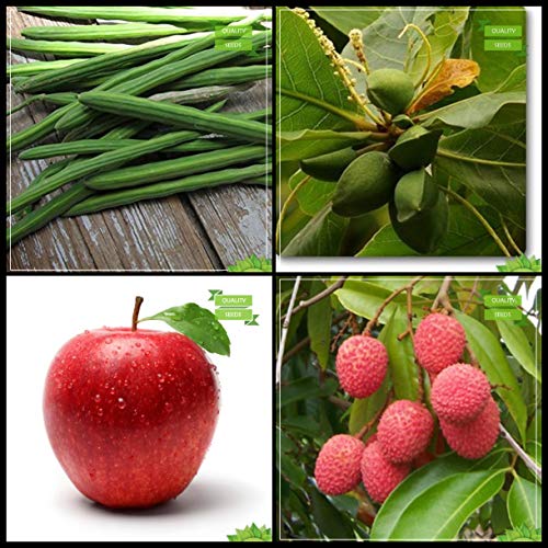 Creative Farmer Seeds And Plants Combo Tree Seeds : Moringa, Indian Badam, Apple, Lychee Tree Seeds Terrace Gardening
