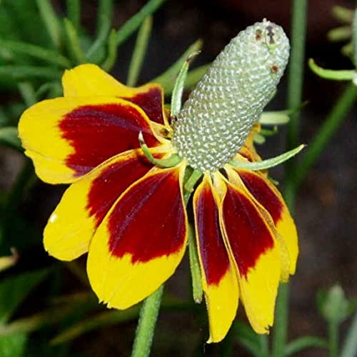 Mexican Hat Seeds Rare Drought Tolerant Deer Coneflower Flower 100 Seeds #TOP1