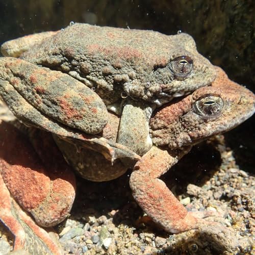 Foothill Yellow-legged Frog