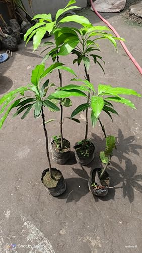 Image of Fast-Growing Raspuri Mango Plant Fruit After 1-2 Years (Grafted Plant, 2-3 Feet Height) - Delicious Variety For All Climates Hybrid 1 Healthy Live Plant PB 40