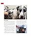 Great Danes (Complete Pet Owner's Manuals)