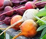 Rainbow Blend Beets for Planting – Plant & Grow Heirloom Rainbow Beets in Home Outdoor Vegetable Garden, Beta vulgaris – 1 Packet Approx 50 Seeds