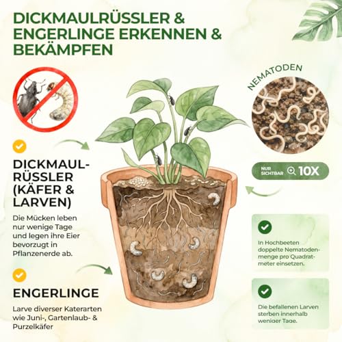 GREEN GUARDIA Power HB-Nematoden gegen Dickmaulrüssler & Engerlinge - 200 Mio. (400m²) -biologische Schädlingsbekämpfung, umweltfreundlich… – Ansicht 2