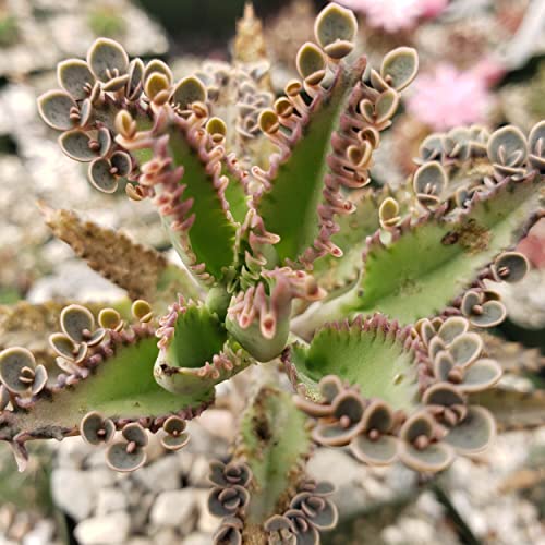 Kalanchoe Houghtonii Cacti Cactus Succulent Real Live Plant #TOP1