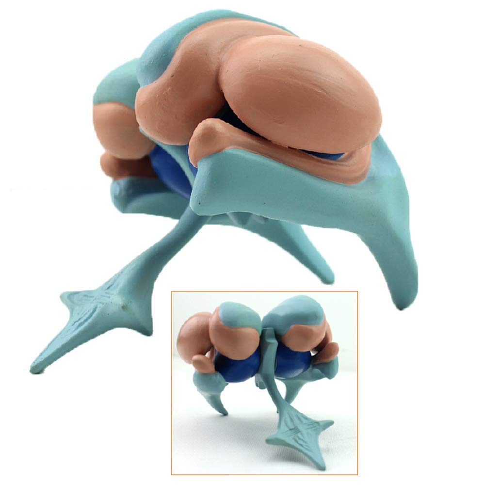 DBSCD Basal Nucleus Model - Model of Ventricle And Basal Nucleus ofbrain Basal Nucleus Magnification Model - Basal Nucleus Model Human Anatomy Cerebral Model of Caudate Nucleus