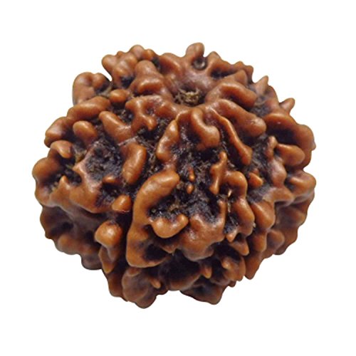 Image of Arihant Gems & Jewels Original 7 Mukhi Nepali Rudraksha Pendant | Natural Certified Seven Mukhi Rudraksha in 925 Sterling Silver | Premium Nepal Rudraksh Spiritual & Astrological Jewelry for Men & Women.