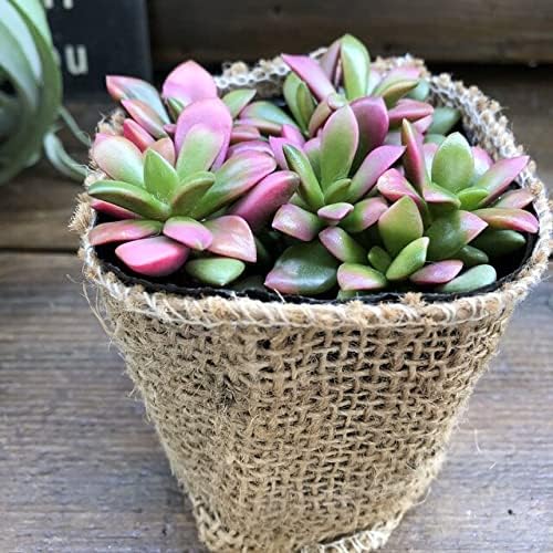 Amazon Co Jp 桜吹雪 3号ポット ピンクの多肉植物 紅葉 Diy 工具 ガーデン