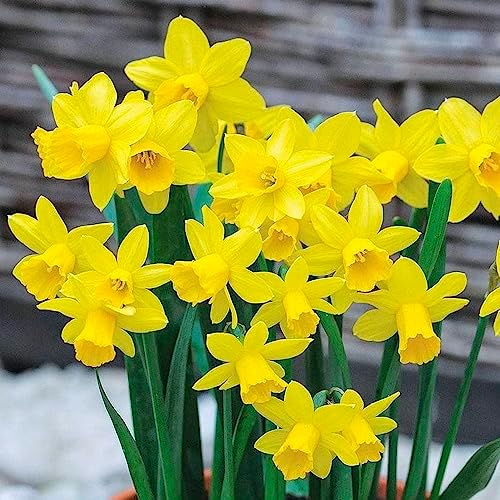 Daffodil Mixed Spring Flowering Bulbs Perennial Popular Daffodil