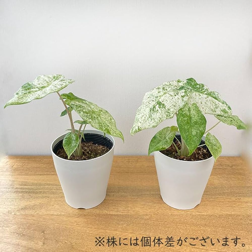 アロカシア・ドラゴンスケール“バリエガーター“【79】（鉢付き） アロカシア・ドラゴン・スケール - 中国の専門ライブ植物