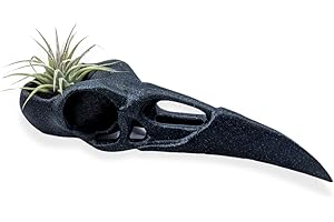 Raven Skull Air Plant Holder | Gothic Wall Art Planter - The...
