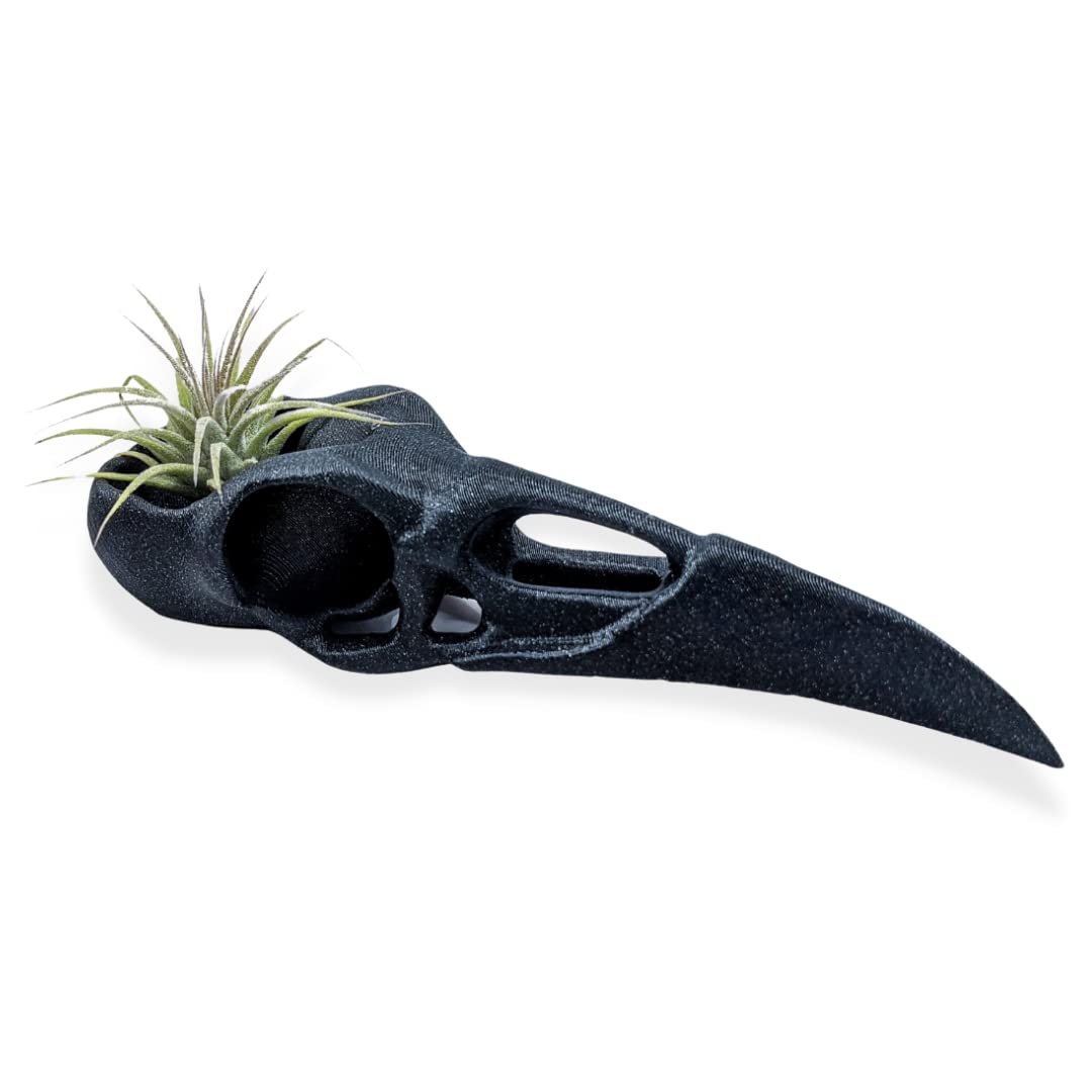 Raven Skull Air Plant Holder - Gothic Raven Air Planter - Bird Skull Witch Decor for Home - Crow Art Sculpture - Halloween Spooky Plant Pot