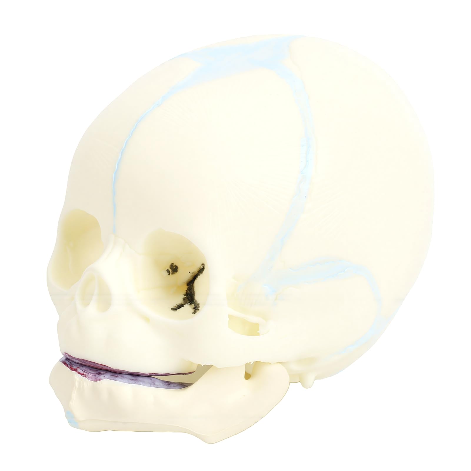 BRRNOO Modèle de Crâne de Nourrisson Humain, Outil Pédagogique D'affichage de Crâne D'anatomie Fœtale Grandeur Nature pour étudiants en Médecine, éducateurs, Artistes, Matériau en PVC