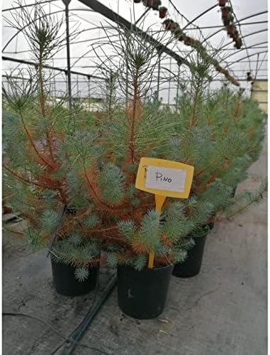 Pianta Di Schinus Molle (Falso Pepe) - Vaso 18cm, Pianta Decorativa Da Esterno O Interno - Foto 6