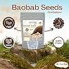 Baobab Seeds Natural Dried Seed Tabaldi Juice Drink Dry Herbs Pure Herbal Egypt Arab Herb Egyptian Rich Premium No Additives Non Gmo Kosher Halal ( 1 Pack 4.41 oz / 125 gm )