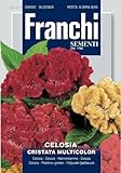 Semi Celosia Cristata Multicolor Franchi Sementi Fiori 1,6g