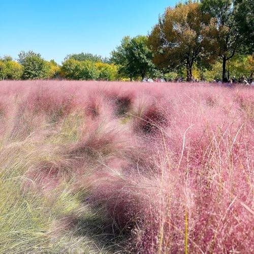 Semillas de Muhlenbergia capillaris, semillas de variedades antiguas semillas de cobertura del suelo resistentes ornamental resistente 300pcs