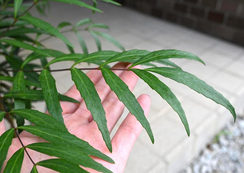 Amazon.co.jp: マホニアコンフューサ 鉢植え 常緑樹 細葉