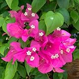 buganvillasemillas semillas de pradera de silvestres perennes, jardin en hoja perenne, resistente, semillas pradera, 100pcs
