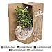 Planta de fruta de Botanicly – Limonero – Altura: 90 cm –...