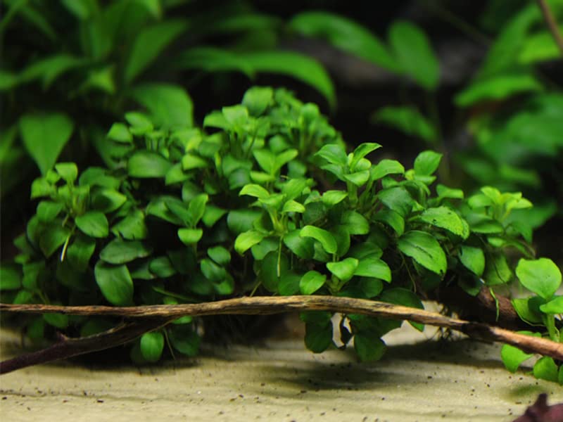 Image of Moss and More - ANUBIAS BARTERI 'Nana' - Easy Live Aquarium Plant