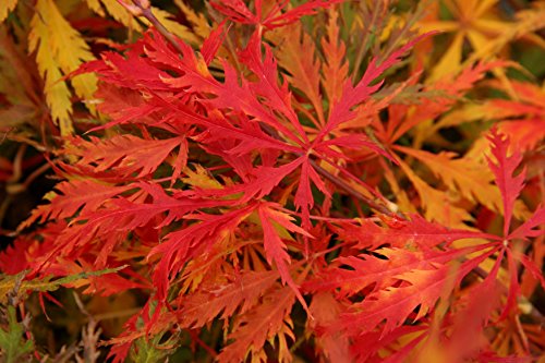 Upright Green Laceleaf 'Seiryu' Japanese Maple 3 - Year Live Plant #TOP5
