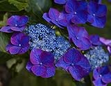 Hydrangea Macrophylla Nachtigall Potted Plant, Beautiful Flowering Perennial Plant