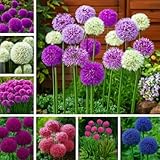 Allium Giganteum Seeds for Planting - 300+ Ornamental Onion Rabbit & Deer Resistant Drought Tolerant...