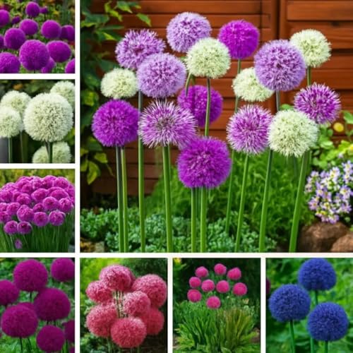 Allium Giganteum Seeds for Planting - 300+ Ornamental Onion Rabbit & Deer Resistant Drought Tolerant...