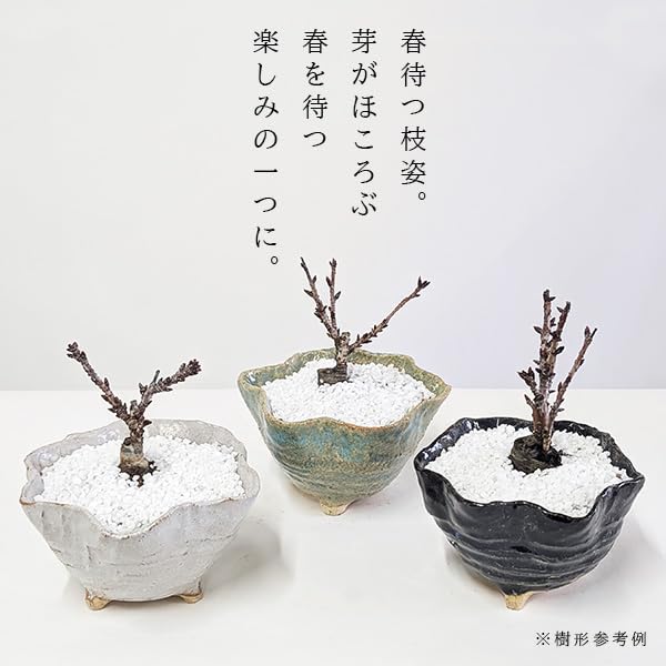 Amazon.co.jp: 遊恵盆栽 桜盆栽：ミニ一才桜(旭山桜)*（白 信楽焼花型