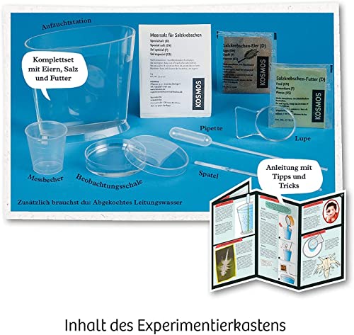 KOSMOS Urzeit-Krebse, Urzeitkrebse selbst züchten – Ansicht 2