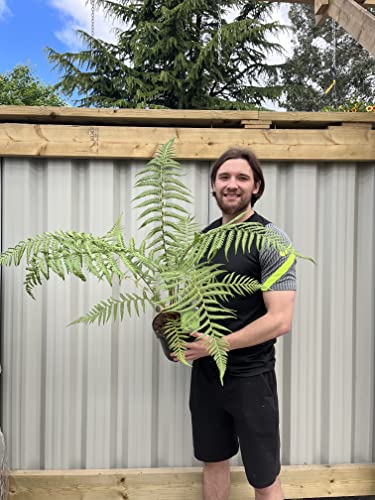Dicksonia Antarctica | Tree Fern | 50-70cm Approx