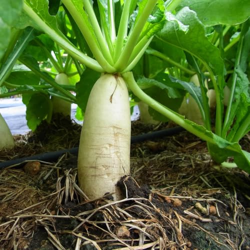 Outsidepride Annual Daikon Radish Seeds - 1 lb. Chinese Japanese & Oriental Radish Seeds for Soil Health Erosion Control & Soil Aeration - Ideal for Gardens Cover Crops Pastures & Food Plots