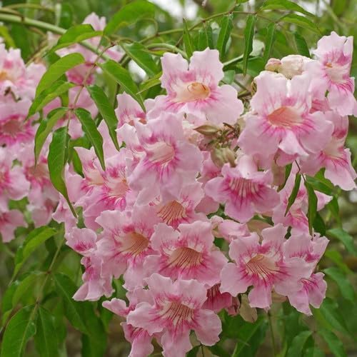 Plant World Seeds Podranea Ricasoliana Seeds (Climber Seeds) Amazon.co.uk Garden