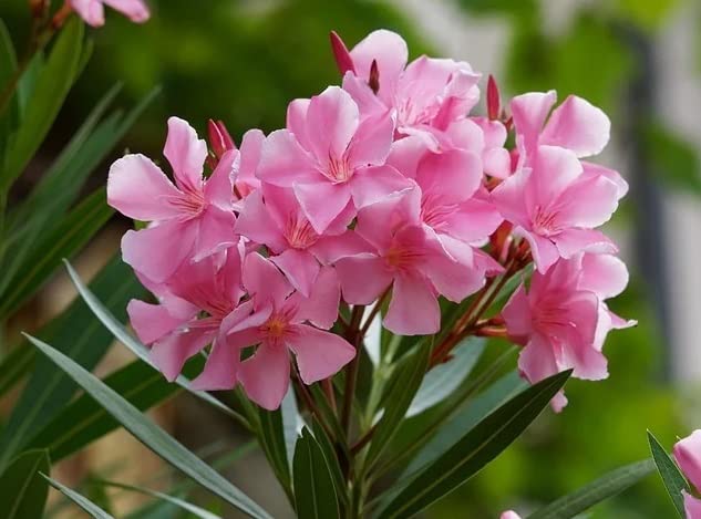 Natural Beautiful Arali Live Plant Pink Colour From Asha Groups of Nursery (B0C3947FH6) Amazon Price History, Amazon Price Tracker