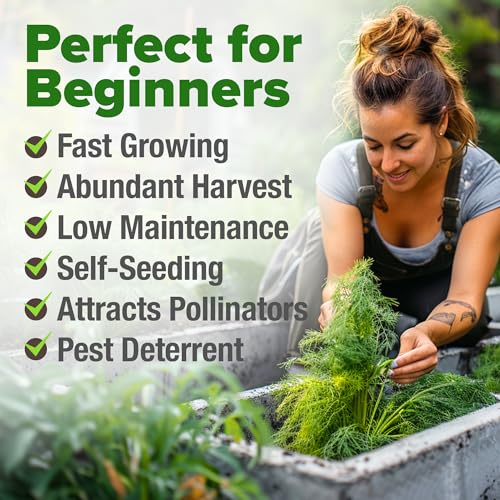 Image of HOME GROWN Dill Seeds 2 Pack (Anethum Graveolens) - 2028 Non-GMO Heirloom Herb Seeds for Planting Indoors or Outdoors, High Germination, Ideal for Herb Gardens, Pots, and Cooking Flavorful Dishes