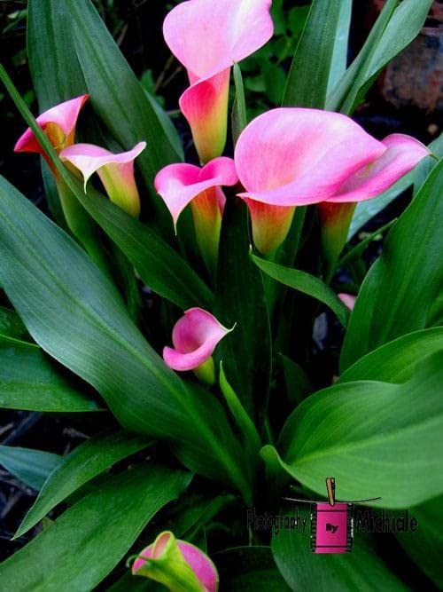 Ritz Farming Purple Calla Lily Bulb&Easy to Plant Graceful Sweet Incredible Flowers Hardy,Rare Species,Balcony (Pack of 1 flower bulbs)