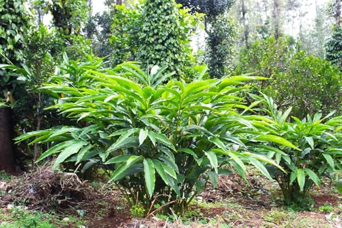 Image of Forest Flavours Premium Green Cardamom 100g | 8mm Bold Whole Pods (Choti Hari Elaichi) | Aromatic Indian Spice for Tea, Biryani & Sweets | Fresh & Natural Export Quality