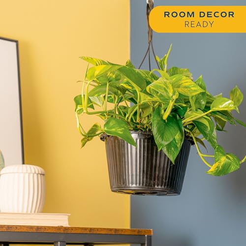 Image of Costa Farms Golden Pothos Live Plant, 10-Inch Hanging Basket, Large Devil's Ivy Trailing Indoor Houseplant, Low Light Easy Care, Boho Home Decor, Housewarming Gift