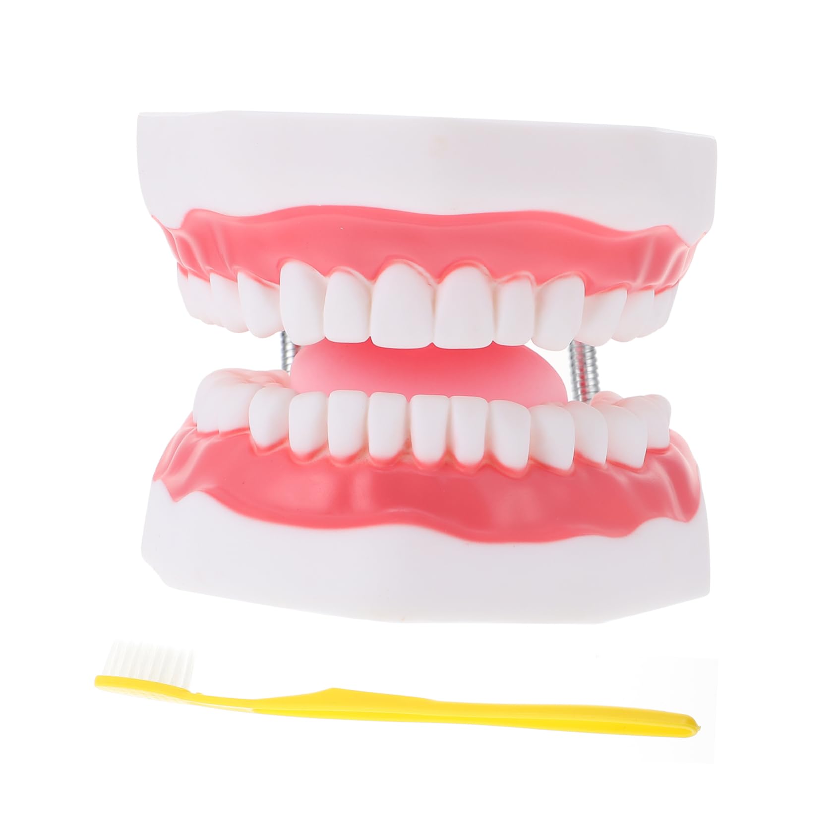 Modello Denti Didattico 6x Bianco Pvc con Spazzolino | Ausilio Educativo per Ragazzo Ragazza, Aspetto Creativo, Interazione Genitore-figlio