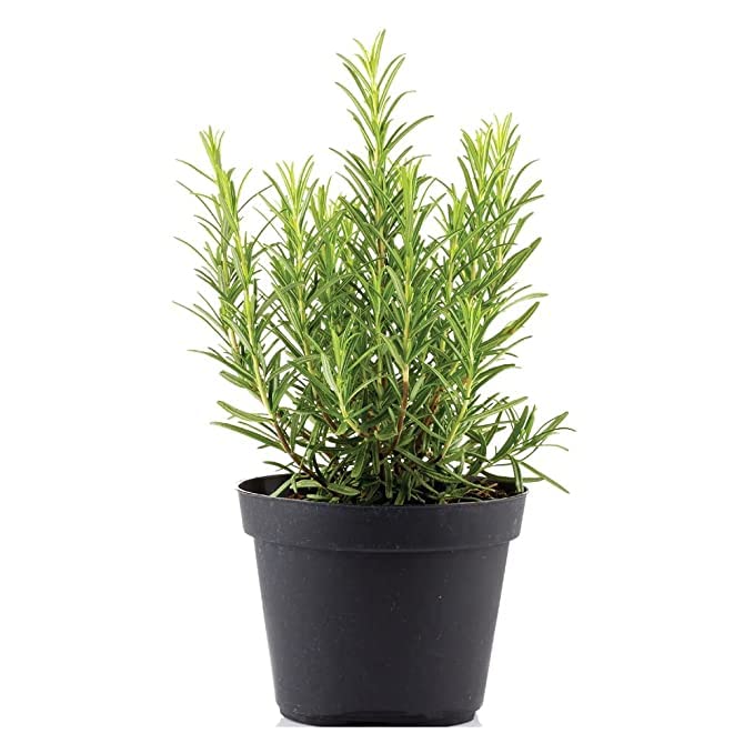 PlantaZee Rosemary Herb Outdoor Plant, good source of vitamins