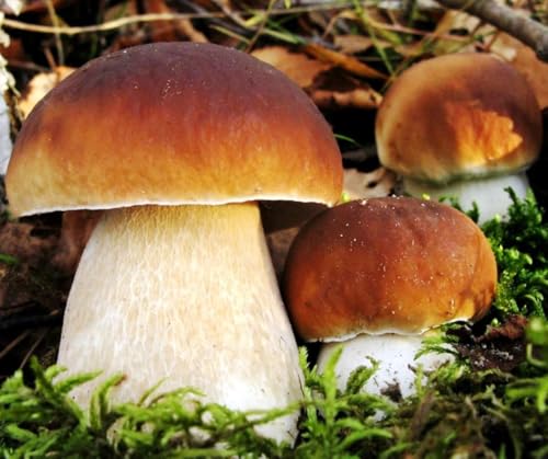 Porcini Mushrooms Spores King Boletus Spawn Mycelium Dried Seeds for Planting Non GMO 100 Seeds