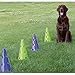 Ball Dynamics FitPAWS CanineGym Agility Kit