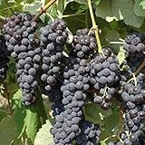 UVA FRAGOLA - PREGIATISSIMA, 15 SEMI+ semi freschi...